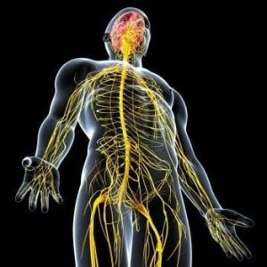 parasymptomatic nervous system