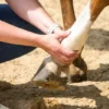 Lower limb swelling is treatment