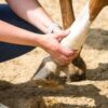 horse care