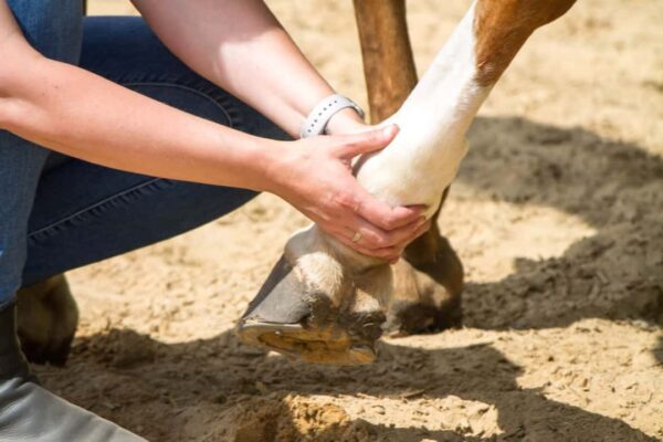 horse care