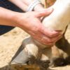 equine recovery