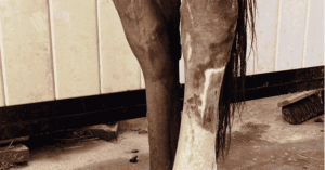 horse swollen leg