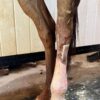 equine air pro 4 legged package