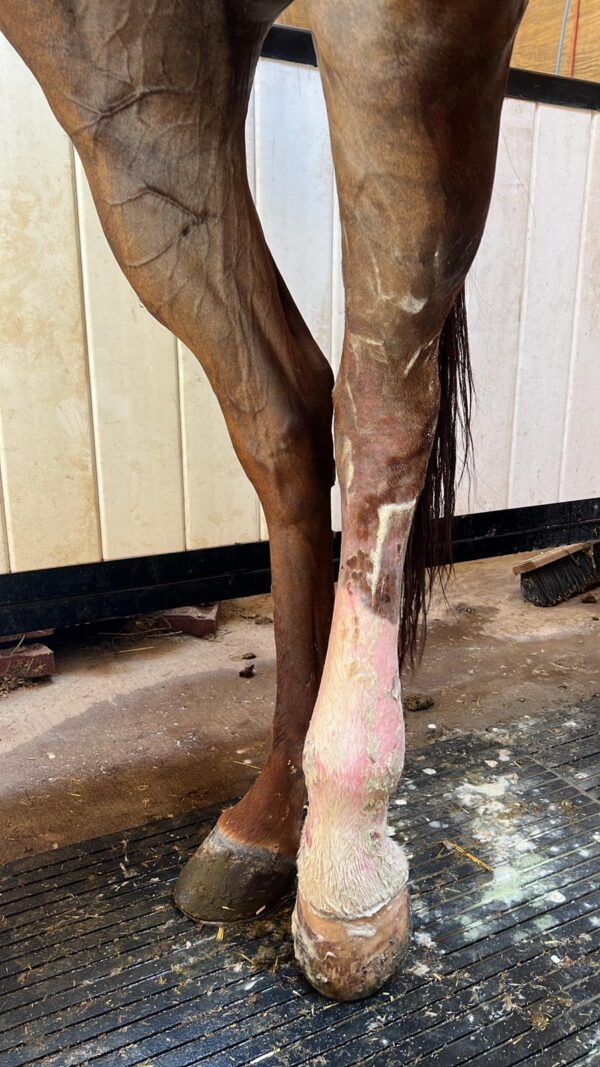 equine air pro 4 legged package