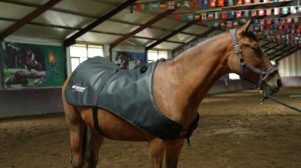 equine recovery suite hoof to topline bundle
